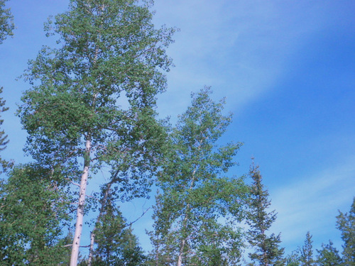 A view up through some Aspens.